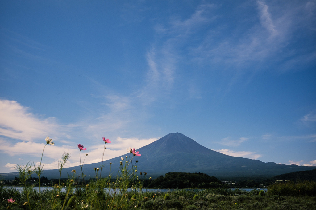 富士五湖巡り【河口湖自然生活館：富士とコスモス】20180818