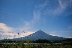 富士五湖巡り【河口湖自然生活館：富士とコスモス】20180818