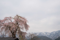 東北お花見ツアー【釜の越公園桜群と朝日岳】20180423