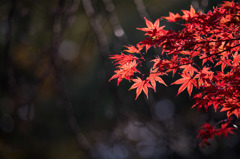 【薬師池公園(紅葉)】⑨20151121