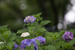 昭和記念公園【青色の紫陽花】①20170701