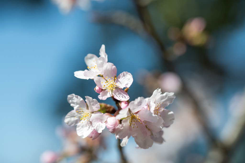 大船フラワーセンター【玉縄桜のアップ】①20220306