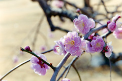 小田原FG【梅：藤牡丹枝垂】②20190224