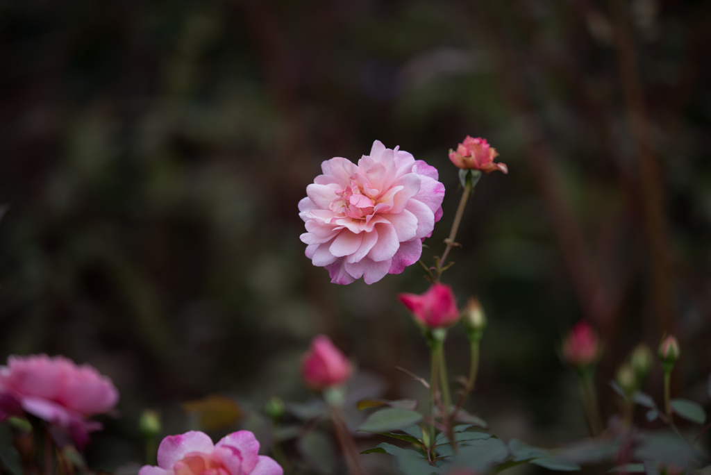 【花菜ガーデン(薔薇：グルス・アン・アーヘン・ピンク)】20161010