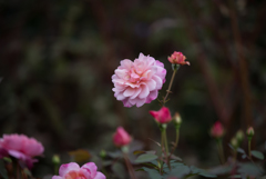 【花菜ガーデン(薔薇：グルス・アン・アーヘン・ピンク)】20161010
