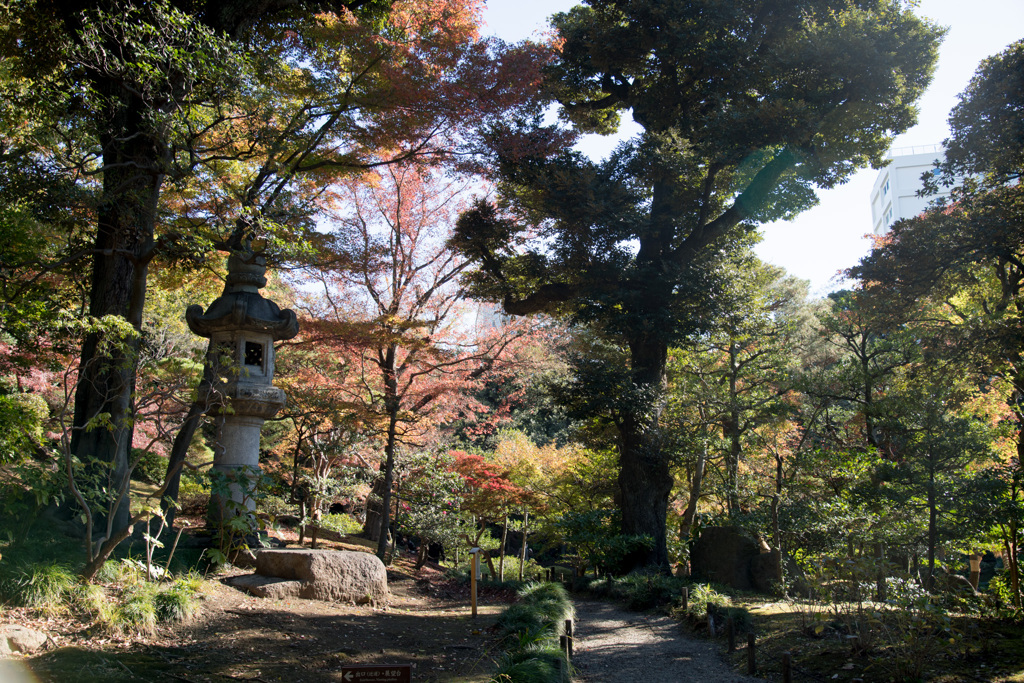 都心紅葉名所巡り【旧古河庭園：心字池周辺の紅葉】20201128