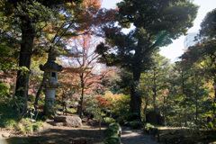 都心紅葉名所巡り【旧古河庭園：心字池周辺の紅葉】20201128