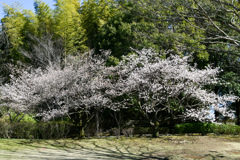 王禅寺ふるさと公園【玉縄桜】①20240226