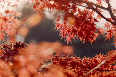 【鴨池沿いの紅葉】②20181125