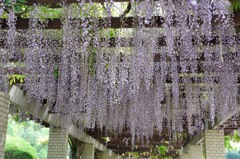 【藤】②20140503