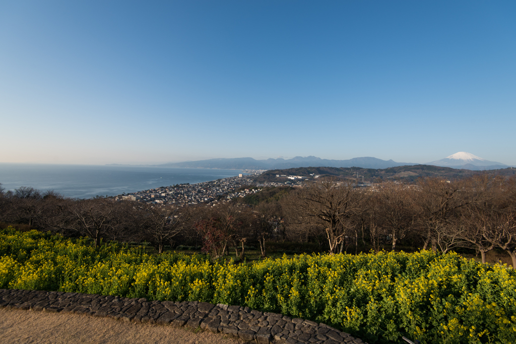 吾妻山公園【相模湾と富士山と菜の花】20170107