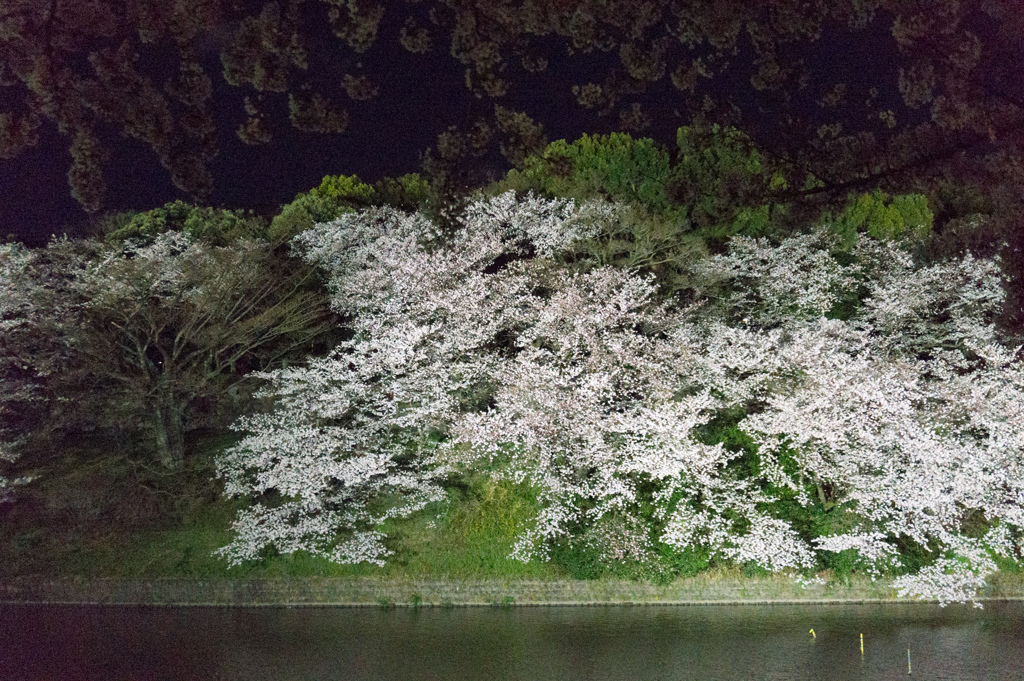 【千鳥ヶ淵の夜桜】④20170407