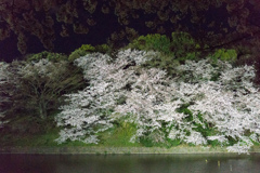 【千鳥ヶ淵の夜桜】④20170407