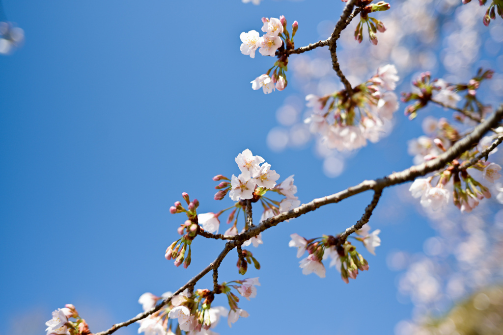 王禅寺ふるさと公園【玉縄桜】④20240226