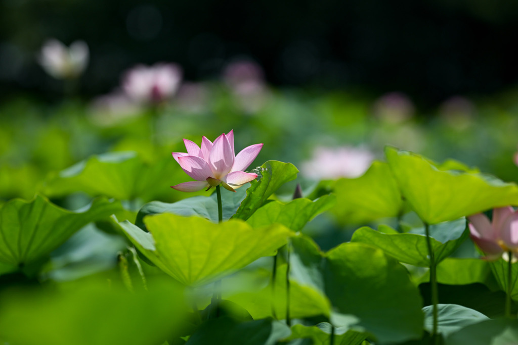 花菜ガーデン【田んぼたんぼの蓮(近景)】③20250713