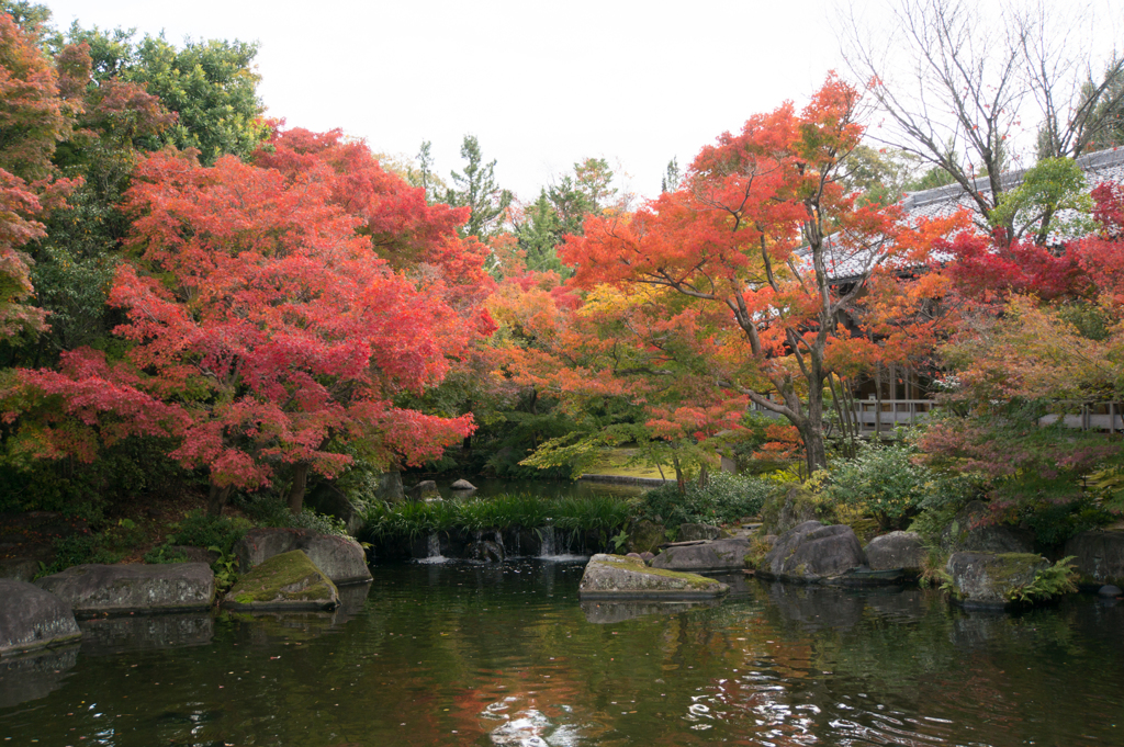 【好古園の紅葉】③20161116