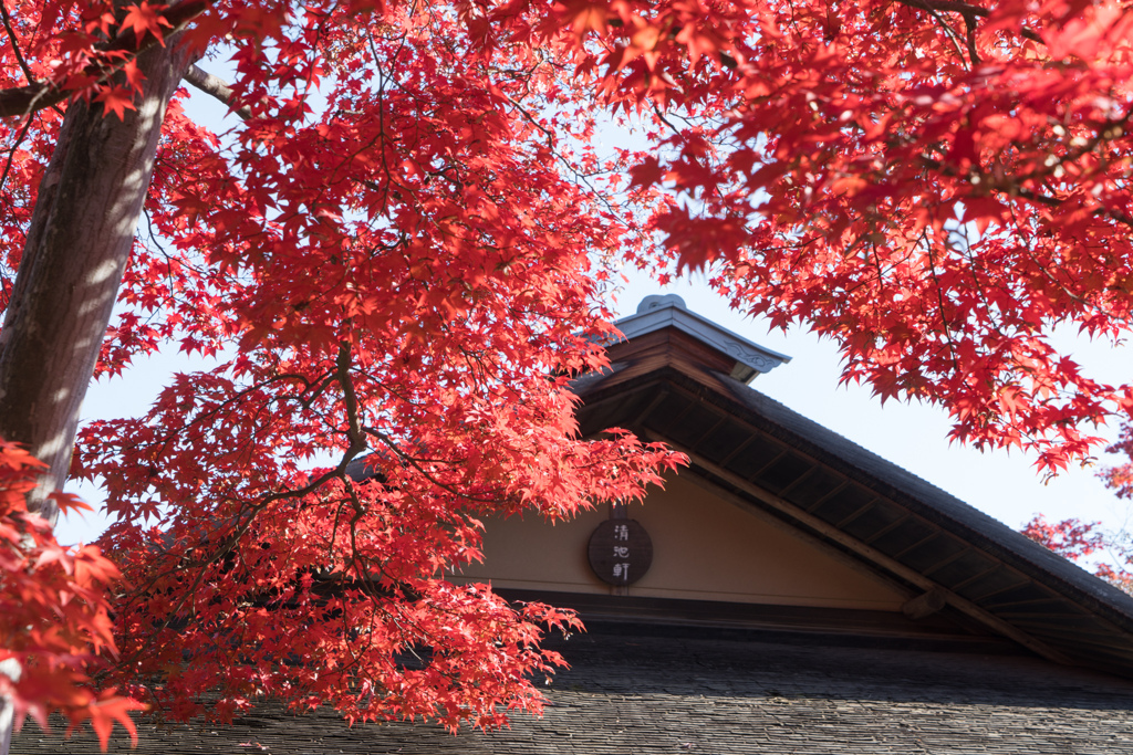 昭和記念公園【日本庭園：清池軒周辺の紅葉】③20231124
