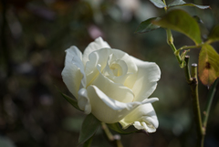 【京成バラ園(薔薇：ホワイト・マスターピース)】20161023