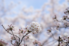 新宿御苑【桜：染井吉野】②20170402