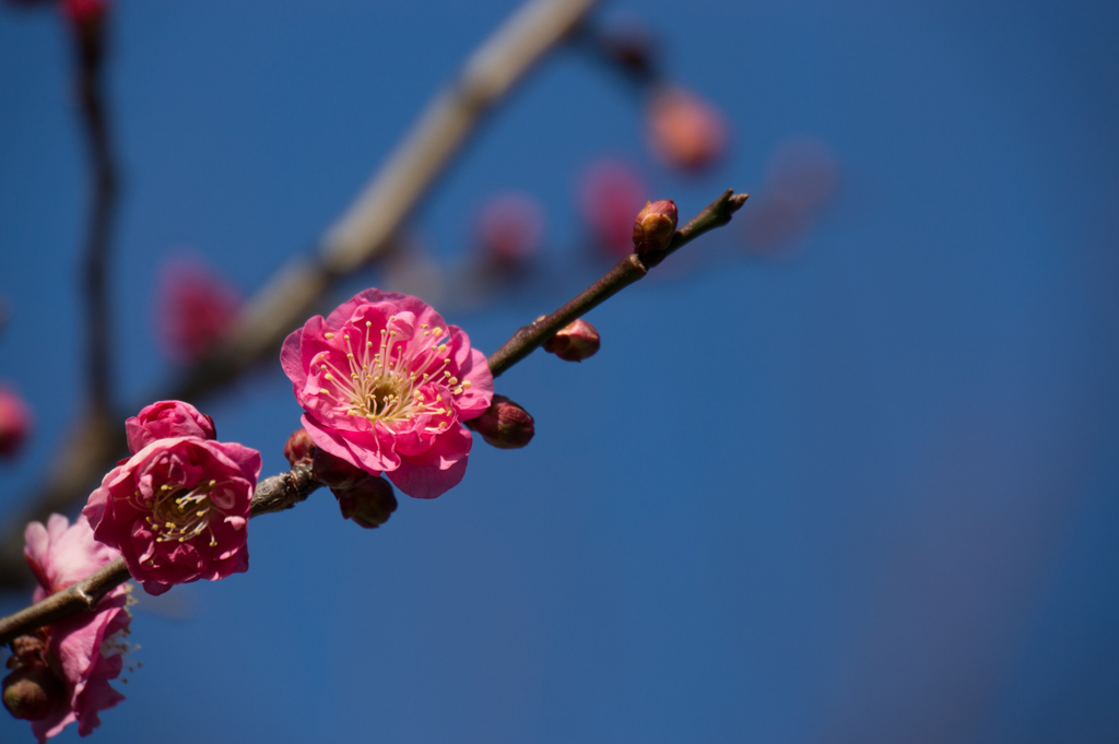 小田原フラワーガーデン【梅：八重寒紅】②20170107
