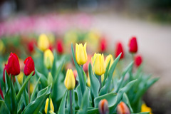花菜ガーデン【アイスチューリップ(黄系)】②20251219