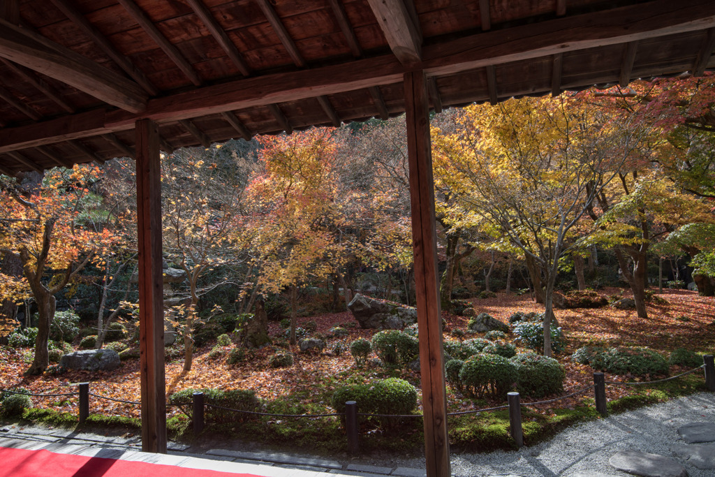 圓光寺【額縁庭園「十牛之庭」の紅葉】①20191203
