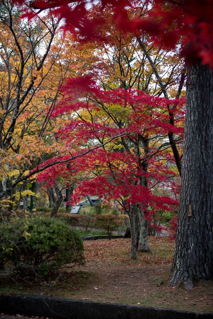 【紅葉(山中湖)】②20151101