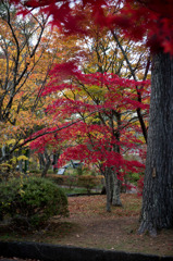 【紅葉(山中湖)】②20151101