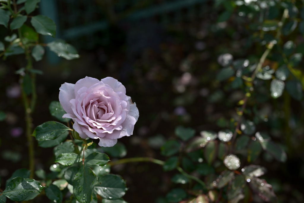 花菜ガーデン【秋パラ：ニュー・ウェーブ】20251027