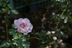 花菜ガーデン【秋パラ：ニュー・ウェーブ】20251027