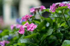 府中市郷土の森【旧府中町役場沿いのアジサイ】③20200614