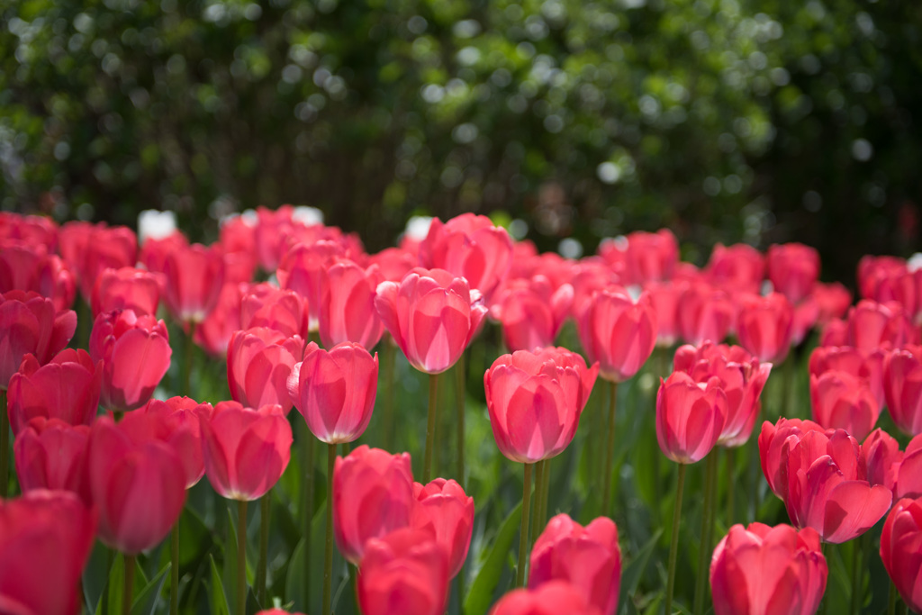 【昭和記念公園(ファンアイク)】③20150418