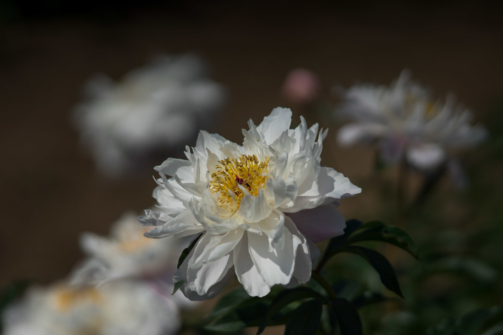 大船フラワーセンター【芍薬：晴姿】20180428