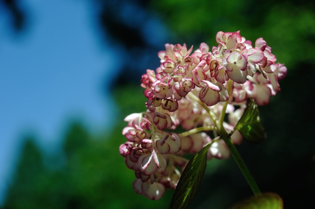 【紫陽花・不明】20140615