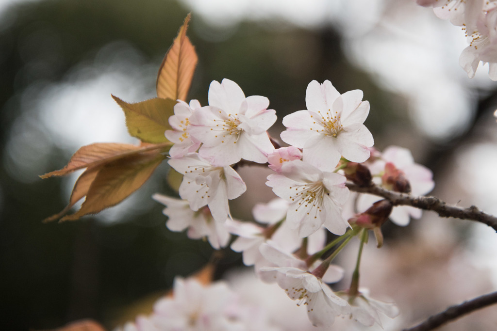 【新宿御苑(八重左近桜)】②20160402
