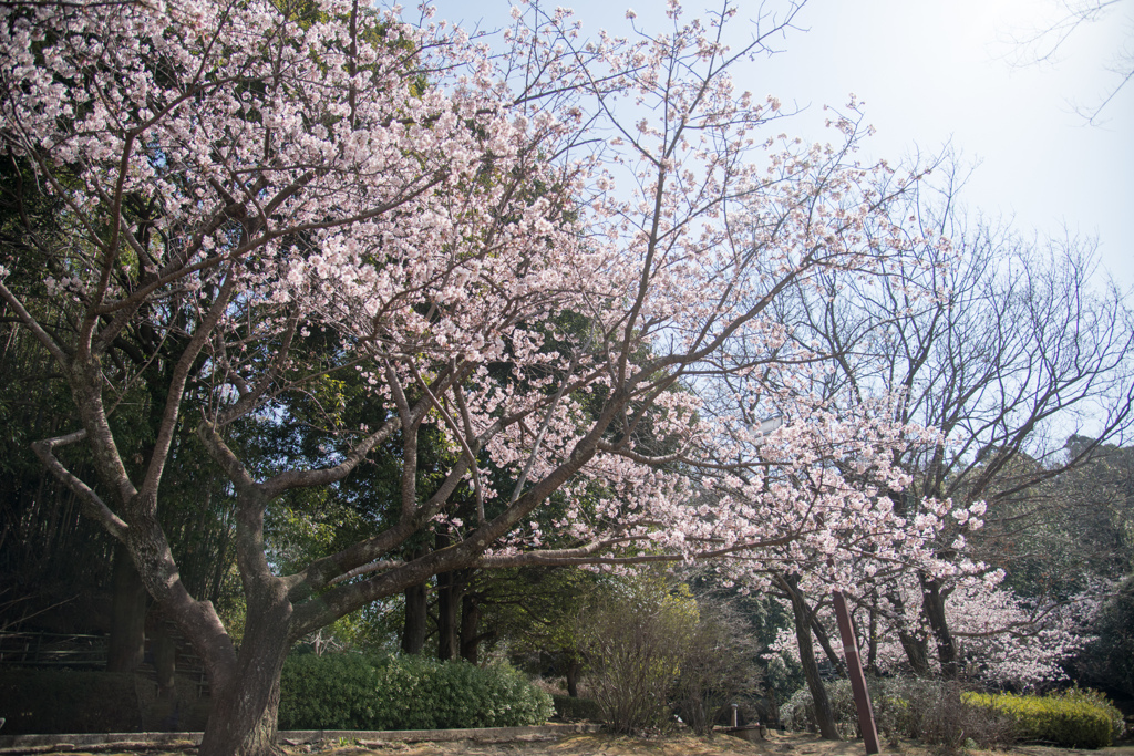 王禅寺ふるさと公園【玉縄桜の眺め】②20220312