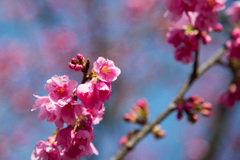 大船フラワーセンター【大寒桜(実生)】②20210304