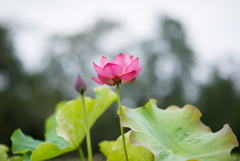 神代植物公園【蓮の花：蜀紅蓮】①20190728