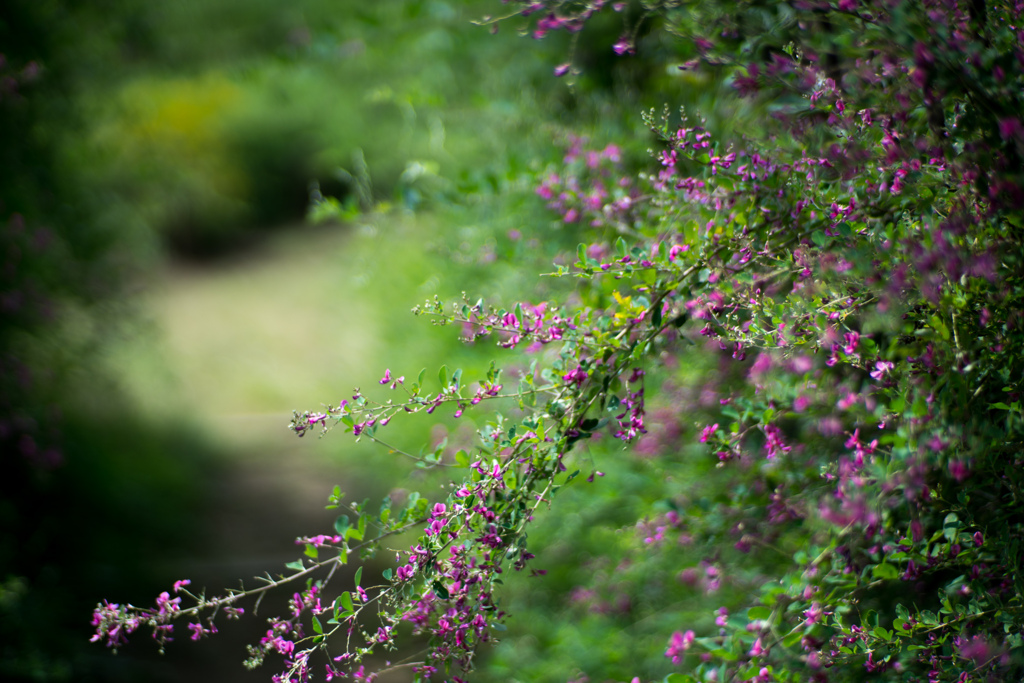 神代植物公園【萩の花（赤系）】①20230920