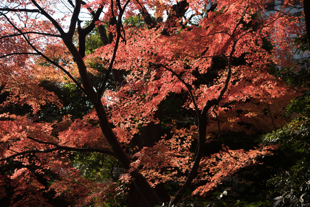 【小石川後楽園(丸屋付近の紅葉)】②20151212