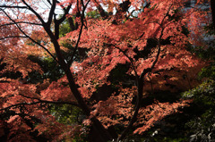 【小石川後楽園(丸屋付近の紅葉)】②20151212