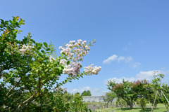 花菜ガーデン【枝百景の丘：サルスベリ(白系)】①20260817