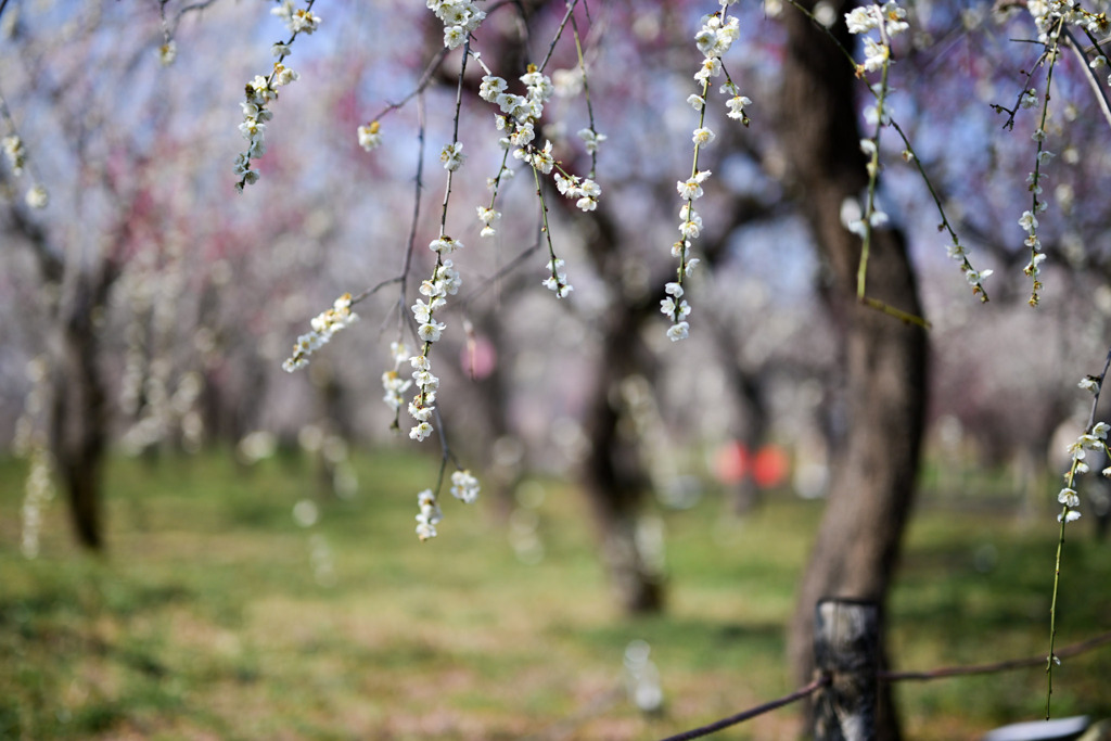 府中市郷土の森【梅の花：月影枝垂】①20250309