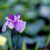 小田原FG【花菖蒲(紫縞系)】④20210605銀塩