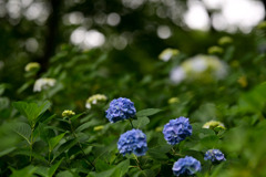 生田緑地【紫陽花(青系)】②20250608