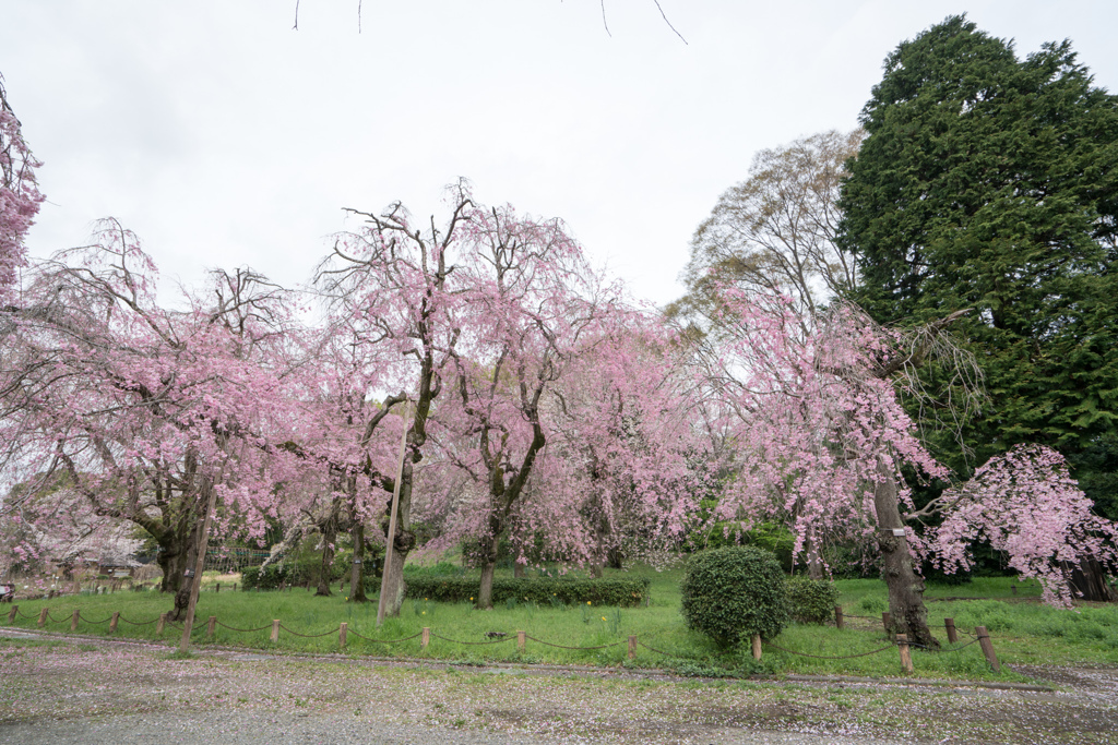 神代植物公園【八重紅枝垂れ桜の遠景】①20230327