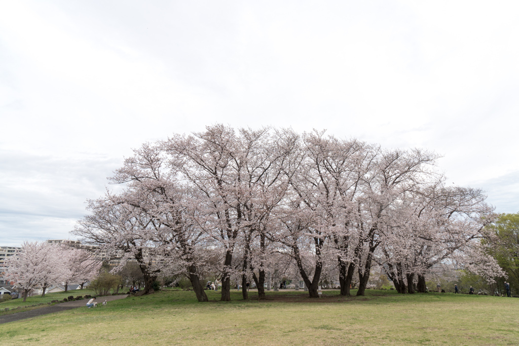 早朝ウォーキング桜巡り【八幡山公園の染井吉野】②20230324