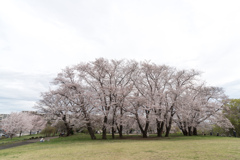 早朝ウォーキング桜巡り【八幡山公園の染井吉野】②20230324