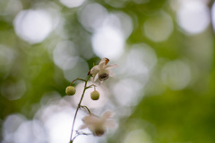 神代植物公園【レンゲショウマ】①20210724