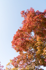 昭和記念公園【日本庭園：紅葉のアップ】②20211106